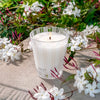 NEST Fragrances Classic Candle in Indian Jasmine